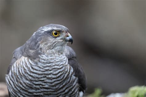 Oiseaux De Jean Pierre Cappe Mars Epervier M Le