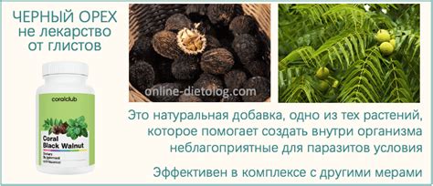 Лист Черного Ореха Кораллового Клуба. Применение. Инструкция