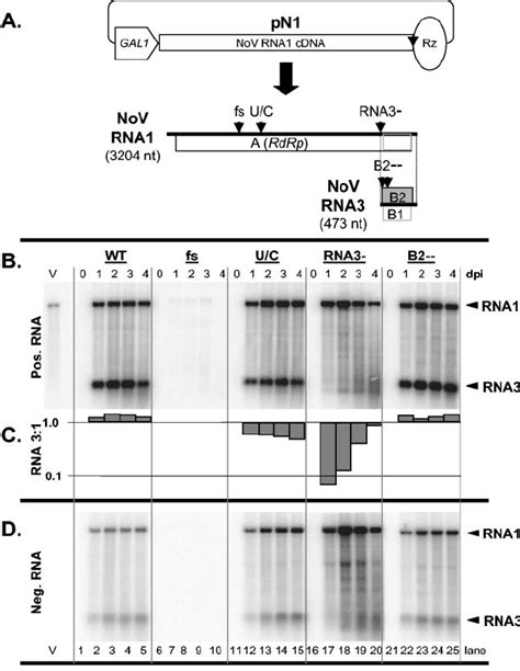 Northern Blot Hybridization Analysis Of Plasmid Initiated Nov Rna1