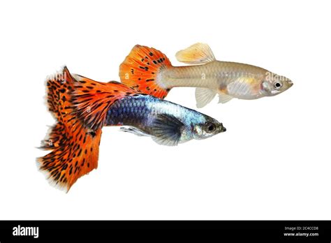 Guppy Poecilia Reticulata Male Cut Out Stock Images And Pictures Alamy