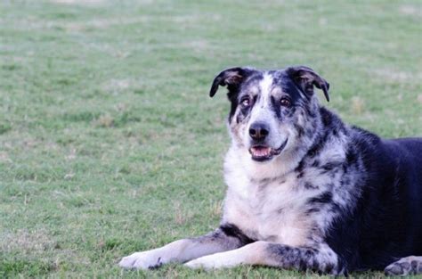 German Shepherd Australian Shepherd Mix: Info, Pictures, Care & More ...