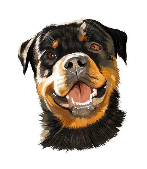 Head Portrait Of Rottweiler German Dog Breed From Multicolored Paints