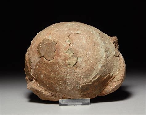 Fossils And Antiques Prehistoric Fossilized Dinosaur Egg Hadrosaur Fossil