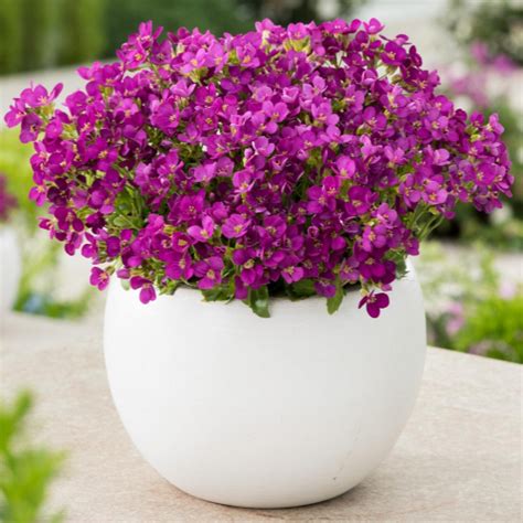 Арабис кавказский Литл Треже Лайт Пинк P9/C1