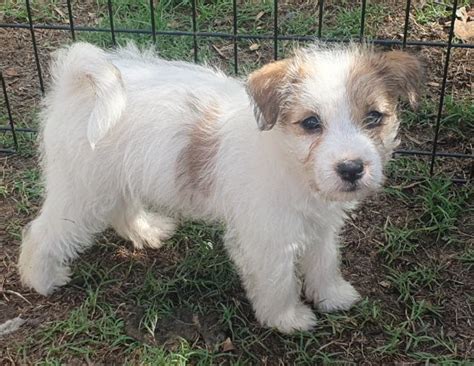 Jack Russell Terriers - Rough Coats