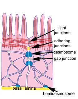 Epithelia: The Histology Guide