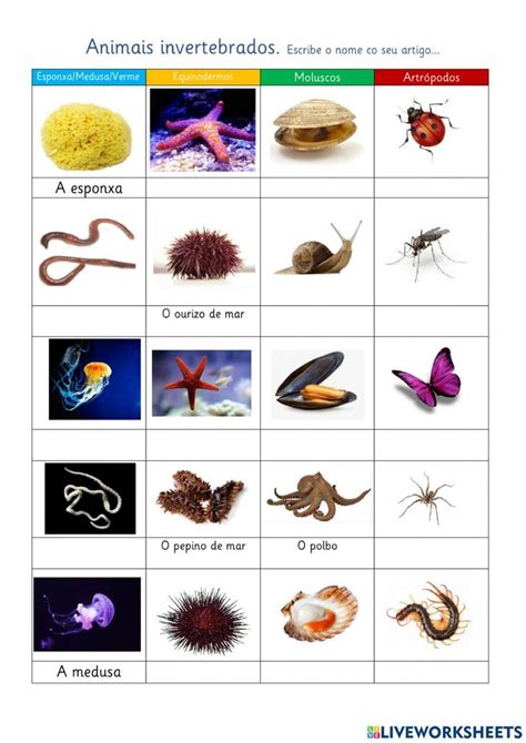 Imagens Dos Animais Invertebrados - Animais invertebrados- escribe o nome worksheet | Invertebrates pets ...