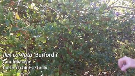 Burford Chinese Holly Ilex Cornuta Burfordii Plant Identification