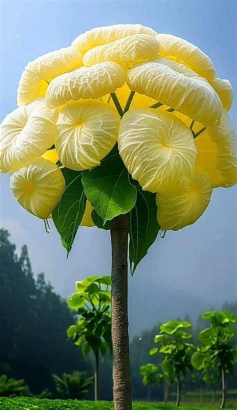 Pin By Dhafer Shamsuldeen On Flowers In Amazing Flowers Strange