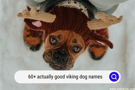 60+ Actually Good Viking Dog Names - Oodle Life