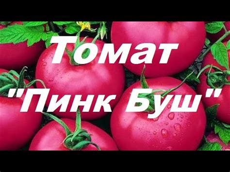 Томат Пинк Буш Фото — Картинки
