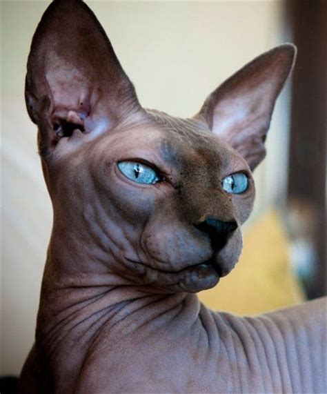 Sphynx Hairless Cat Breed Information And Photos Hairless Cat Sphynx