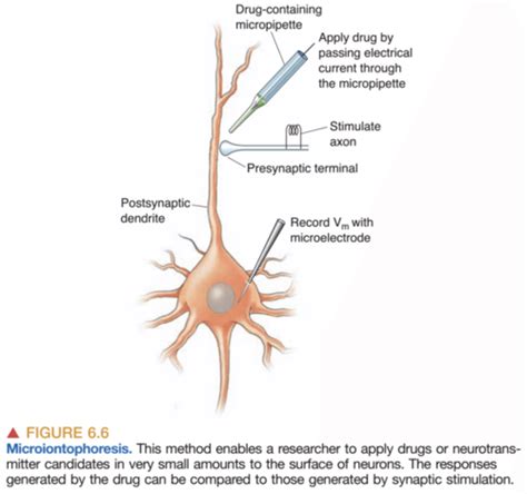 Chapter Neurotransmitter Systems Flashcards Quizlet