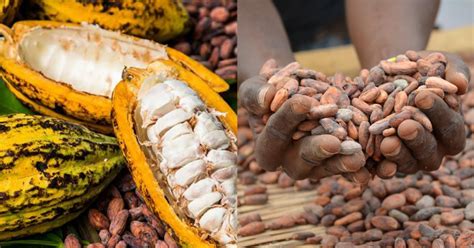 Sierra Leone's Cocoa Industry Sets to Benefit From Sustainable Growth 