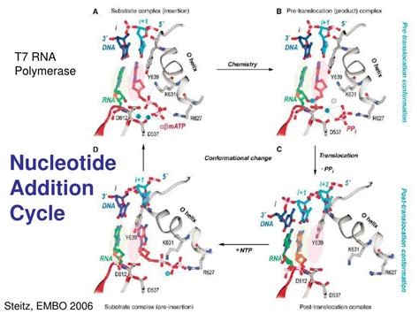 Ppt Macromolecular Machines Introduction Powerpoint Presentation