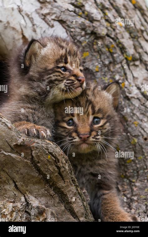 Baby Lynx Hi Res Stock Photography And Images Alamy