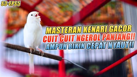 Masteran Suara Burung Kenari Gacor Panjang Cuit Cuit Ngerol Untuk