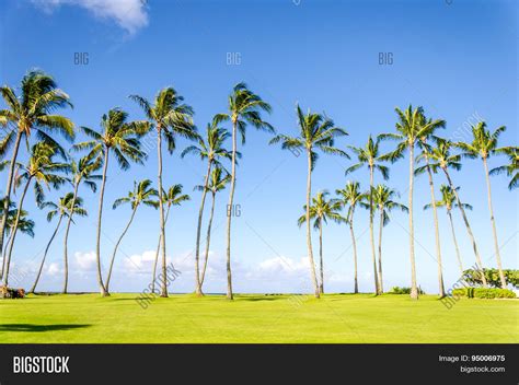 Coconut Palm Trees On Image & Photo (Free Trial) | Bigstock