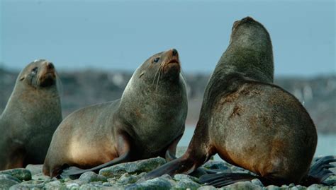 Dieta y alimentación del lobo marino antártico Imágenes y fotos