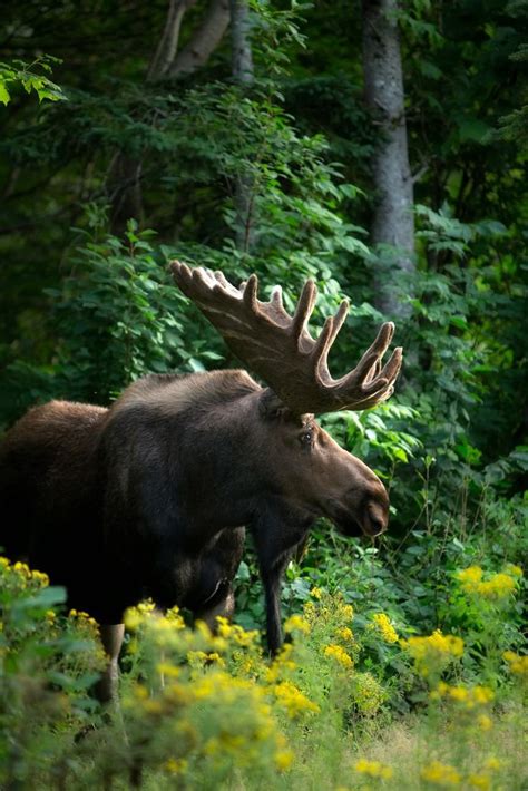 ЛИ / ежевика :: черника :: ёжик :: лось :: фото / смешные картинки и ...