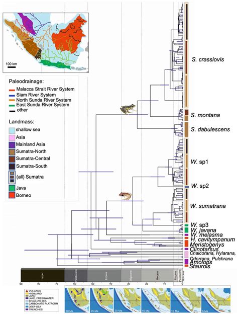 Divergence Time Estimates Of Sumaterana And Wijayarana From Sumatra And