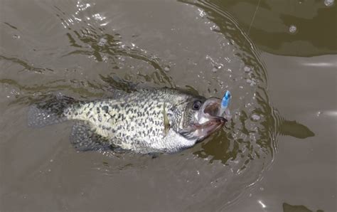 10 Winning Spring Crappie Jigs Virtual Angling