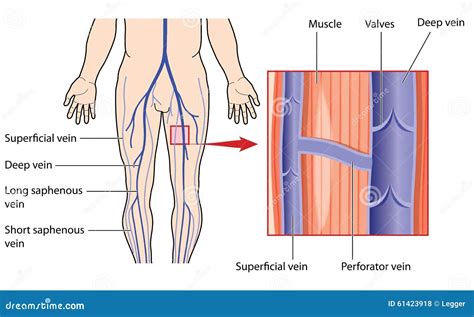 Superficial Anatomy