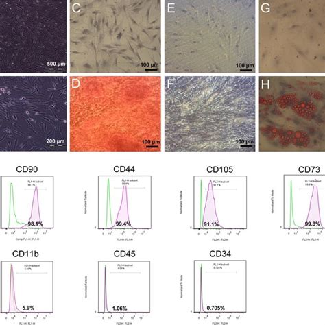 Characterization Of The Ad Mscs In Culture Cultured Cells Show Download Scientific Diagram