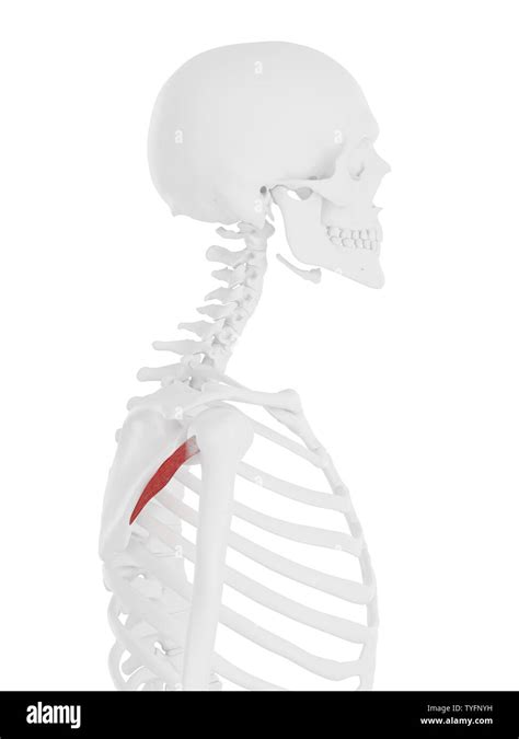 3d Rendered Medically Accurate Illustration Of The Teres Minor Stock