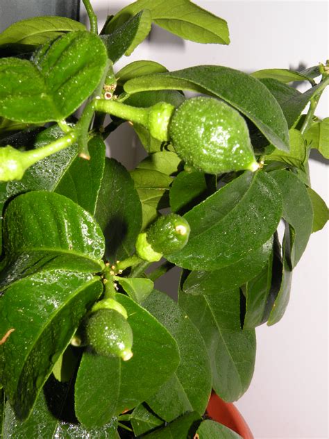 Лимонник комнатное растение разновидности (56 фото)