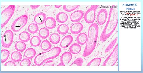 Histología Testicular