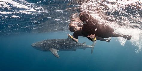 When To Swim With Whale Sharks On The Ningaloo Whale Sharks Exmouth