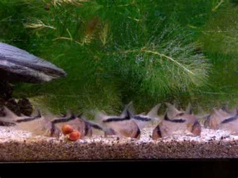 nourissage de corydoras mélini YouTube