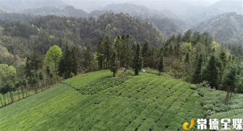 【沅澧百镇千村行】石门县罗坪乡：天画风景 有机茶乡腾讯新闻