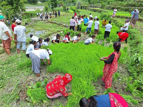 म्याग्दीमा धान दिवस मनाइयो Myagdi Online