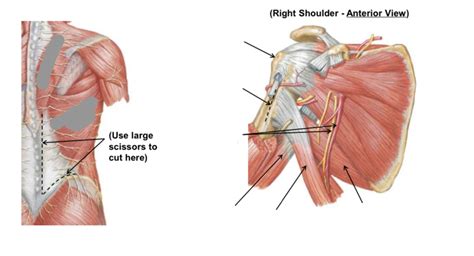 Origins Insertions Actions Of Latissimus Dorsi Muscle Diagram Quizlet