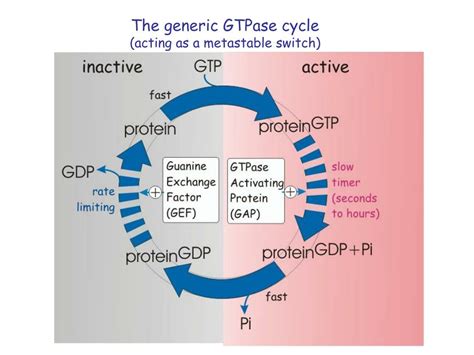 PPT - GTP-binding proteins and protein phosphorylation PowerPoint ...