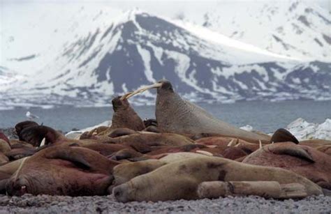 Walrus | Description, Size, Habitat, Diet, & Facts | Britannica