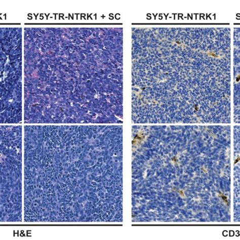 Figure S2 Selected Micrographs Show Representative Immunostaining For