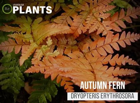 Dryopteris Erythrosora "Autumn Fern" Care Guide | Vivarium Plants