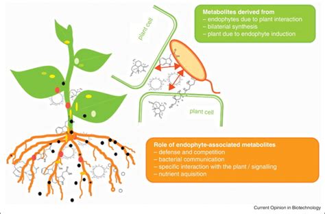 Schematic Overview Showing The Different Types Of Plant Endophyte