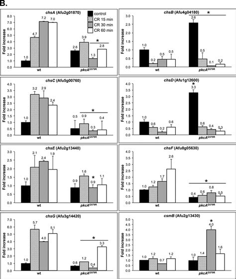 Transcriptional Analysis Of Chitin Synthase Genes The Wild Type And Download Scientific