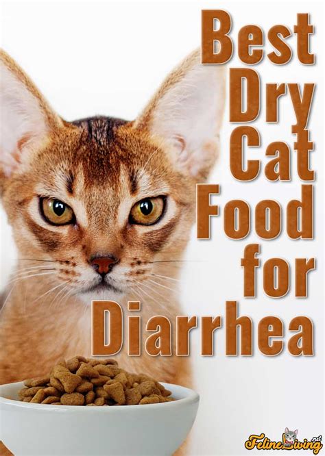 Can Wet Food Give Cats Diarrhea Pet Food Guide