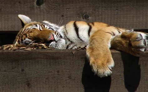 sleeping tiger  stock photo public domain pictures