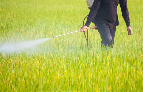 GMO Crops & Glyphosate: Detrimental Effects on Health