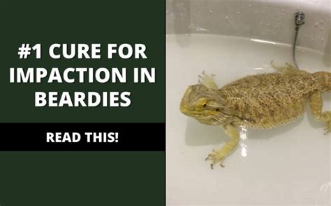 How To Treat Bearded Dragon Impaction Easy Methods Reptile Maniac