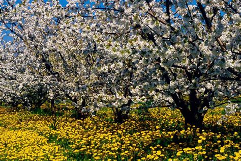 Fioriture primaverili le più belle da vedere in Italia Style