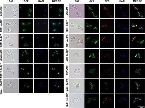 Science X Network on LinkedIn: Programmed cell death may be 1.8 billion ... 