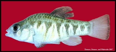 Cyprinodon Variegatus Sheepshead Minnow