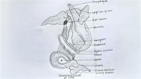 How To Draw Alimentary Canal Of Frog Digestive System Of Frog